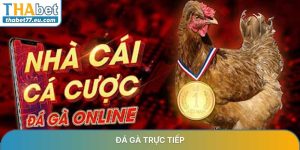 Đá gà trực tiếp - Trải nghiệm đấu trường đỉnh cao