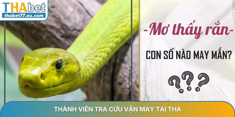 Thành viên tra cứu vận may tại THA